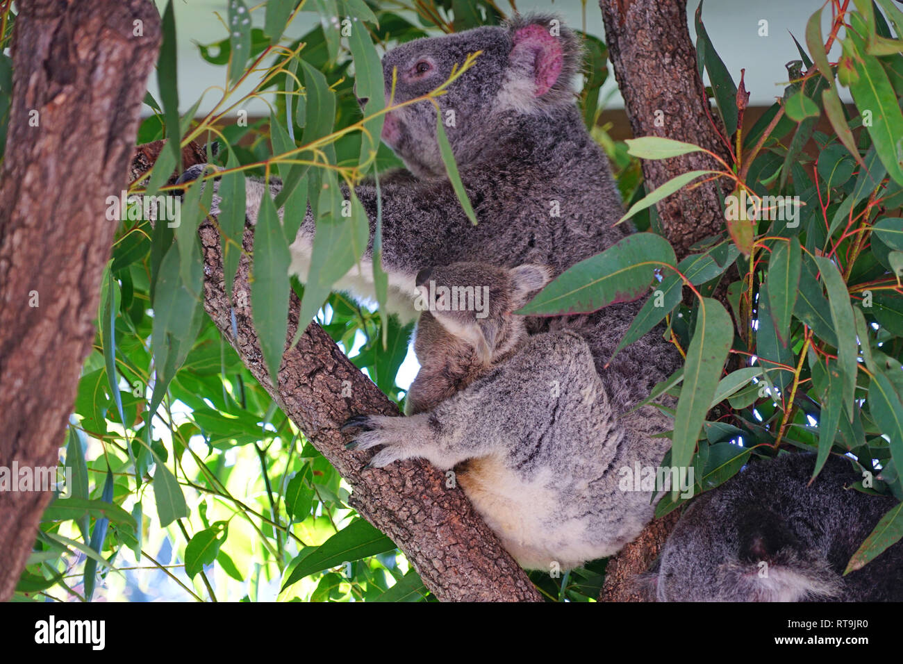 Une Mere Avec Un Bebe Koala Joey Dans La Poche Sur Un Gommier Eucalyptus En Australie Photo Stock Alamy