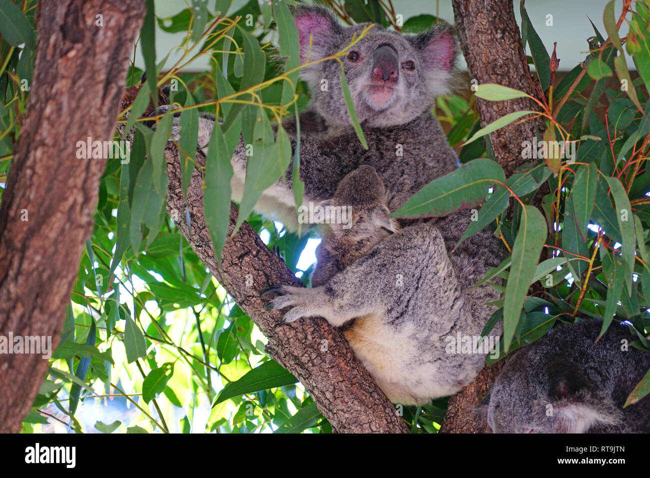 Une Mere Avec Un Bebe Koala Joey Dans La Poche Sur Un Gommier Eucalyptus En Australie Photo Stock Alamy