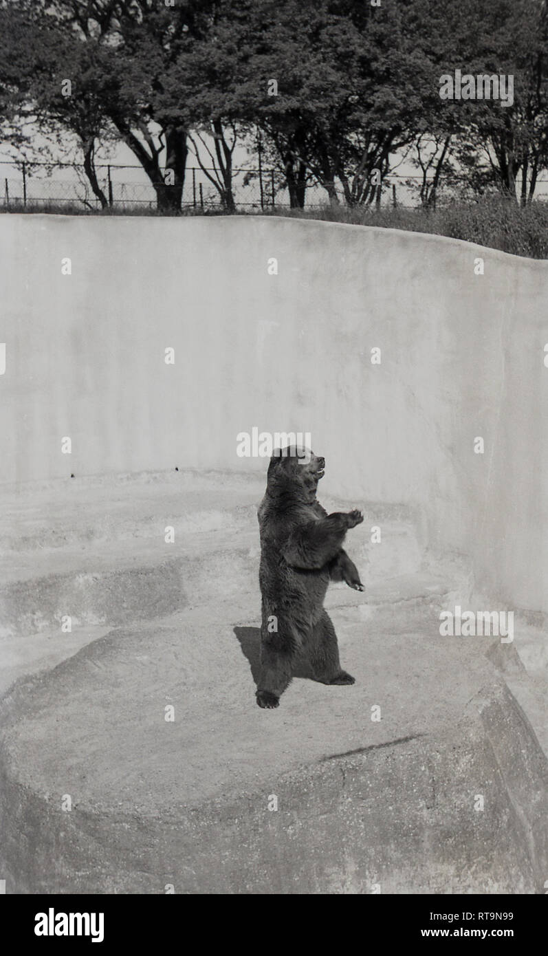 Années 1950, tableau historique du 'Wojtek', un Syrien ours brun à l'extérieur de l'enceinte en béton au Zoo d'Edimbourg, Ecosse. Avant de venir au Zoo qui a été ouvert au public en 1913, l'ours est devenu célèbre pendant la Seconde Guerre mondiale, le déplacement avec 22e Armée polonaise de l'entreprise publique et de Corps d'armée et est devenu connu sous le nom de l'ours "soldat". Banque D'Images