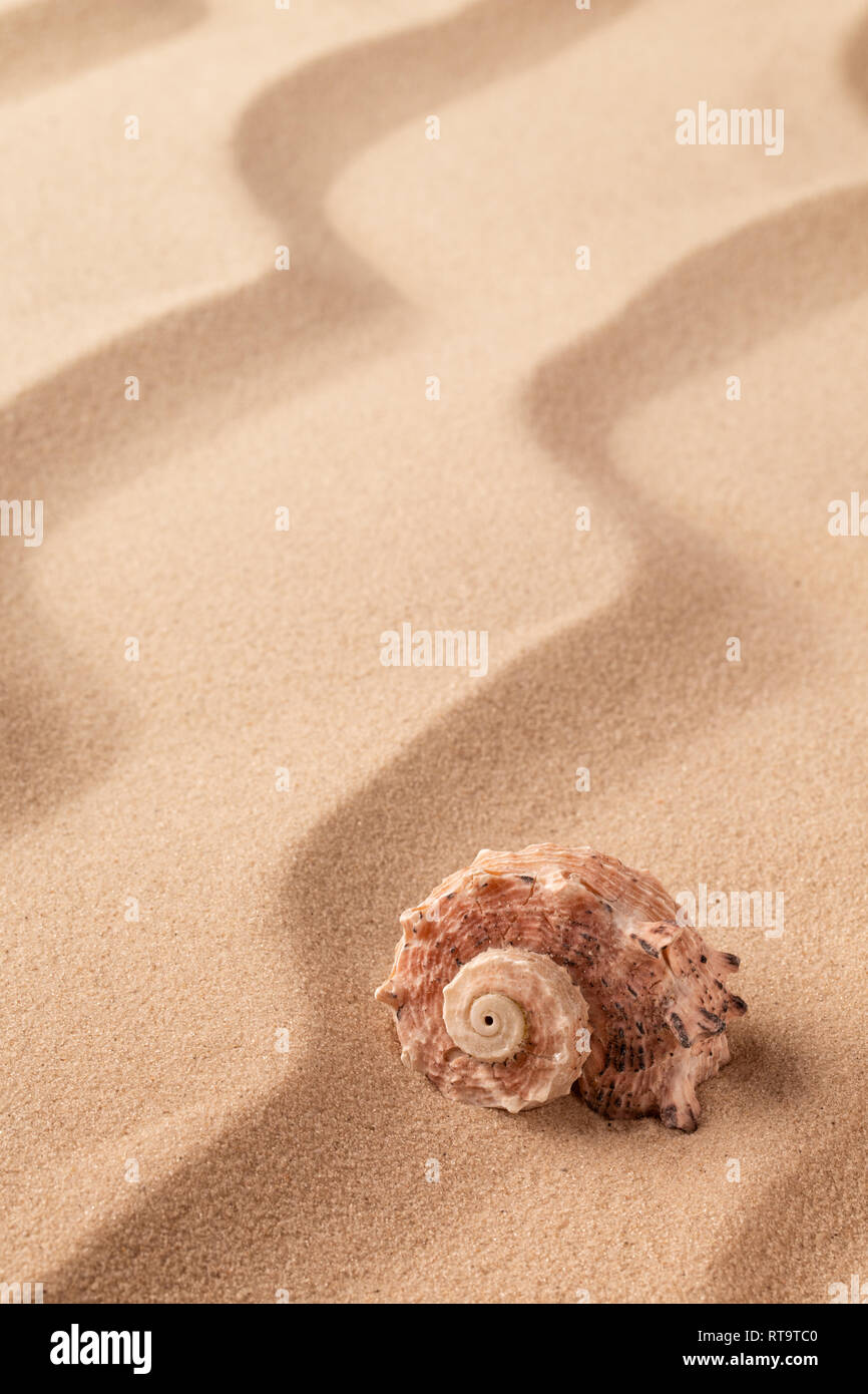 Coquillage en spirale sur le sable de plage tropicale. Fond de sable avec motif de lignes. Banque D'Images