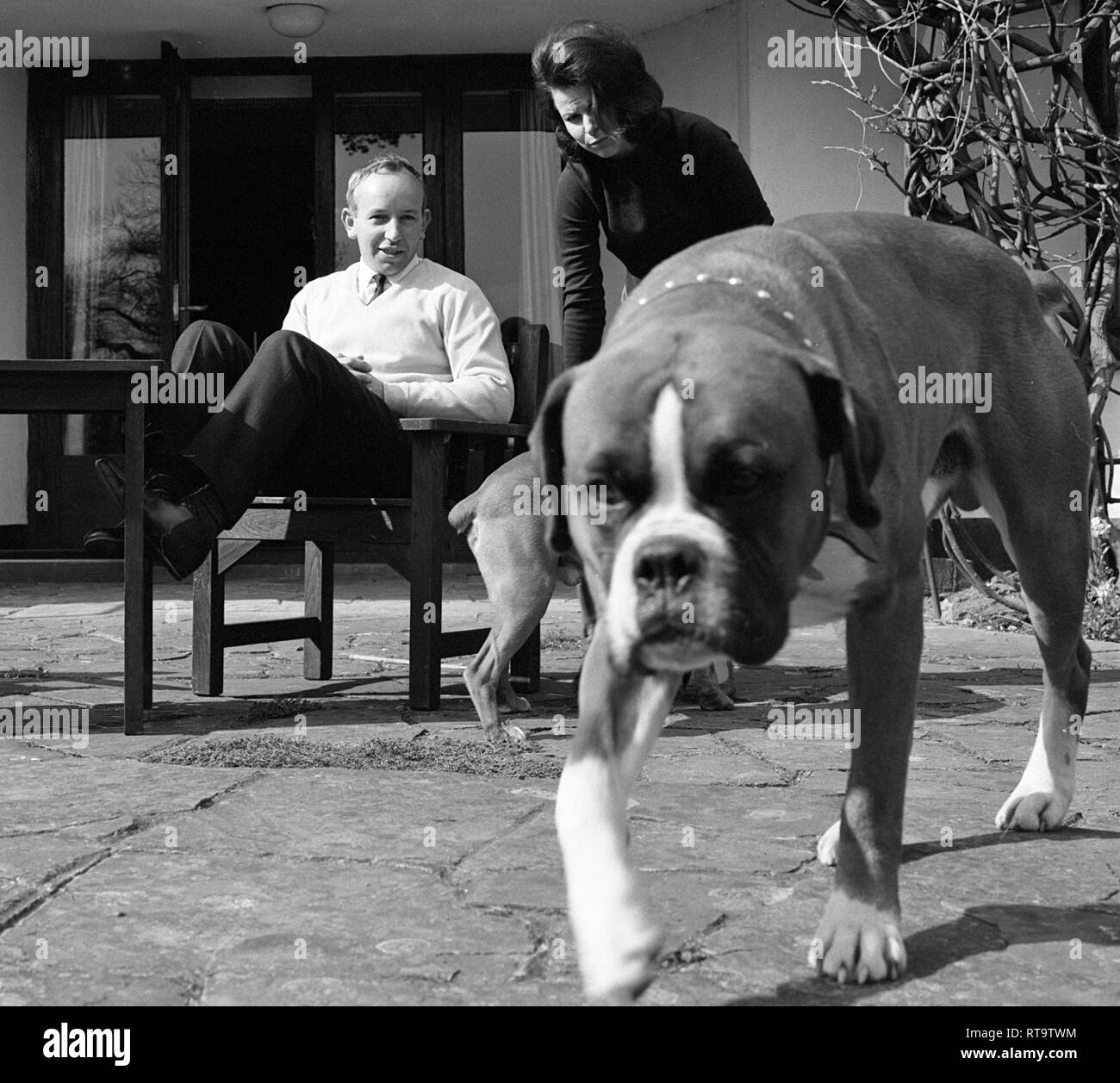 John Surtees avec femme et animaux chiens Boxer 1966 Banque D'Images