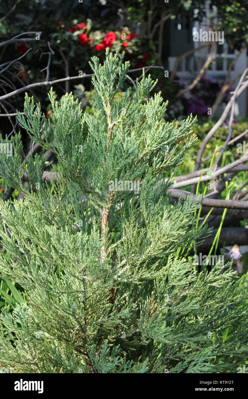 Beau bébé cultivé géant Sequoia, Sequoiadendron giganteum, arbre à feuilles persistantes qui a des tonnes de potentiel. Banque D'Images