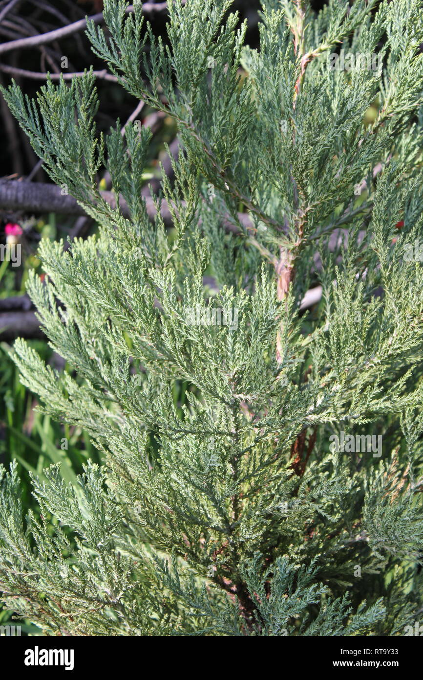 Beau bébé cultivé géant Sequoia, Sequoiadendron giganteum, arbre à feuilles persistantes qui a des tonnes de potentiel. Banque D'Images