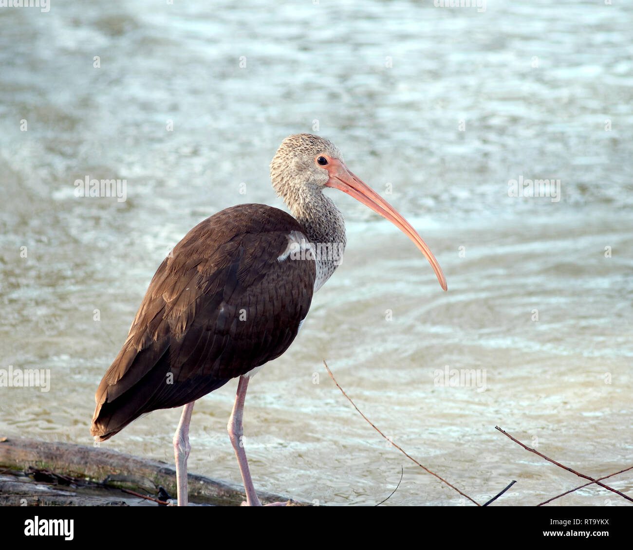 Un Ibis blanc peuplements juvéniles près du bord d'un étang dans la région de Corpus Christi, Texas USA. Banque D'Images