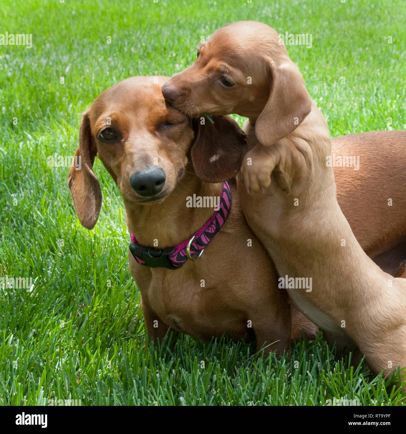 Un teckel chiot embrasse sa mère au-dessus de l'œil, Urbandale, Iowa Banque D'Images