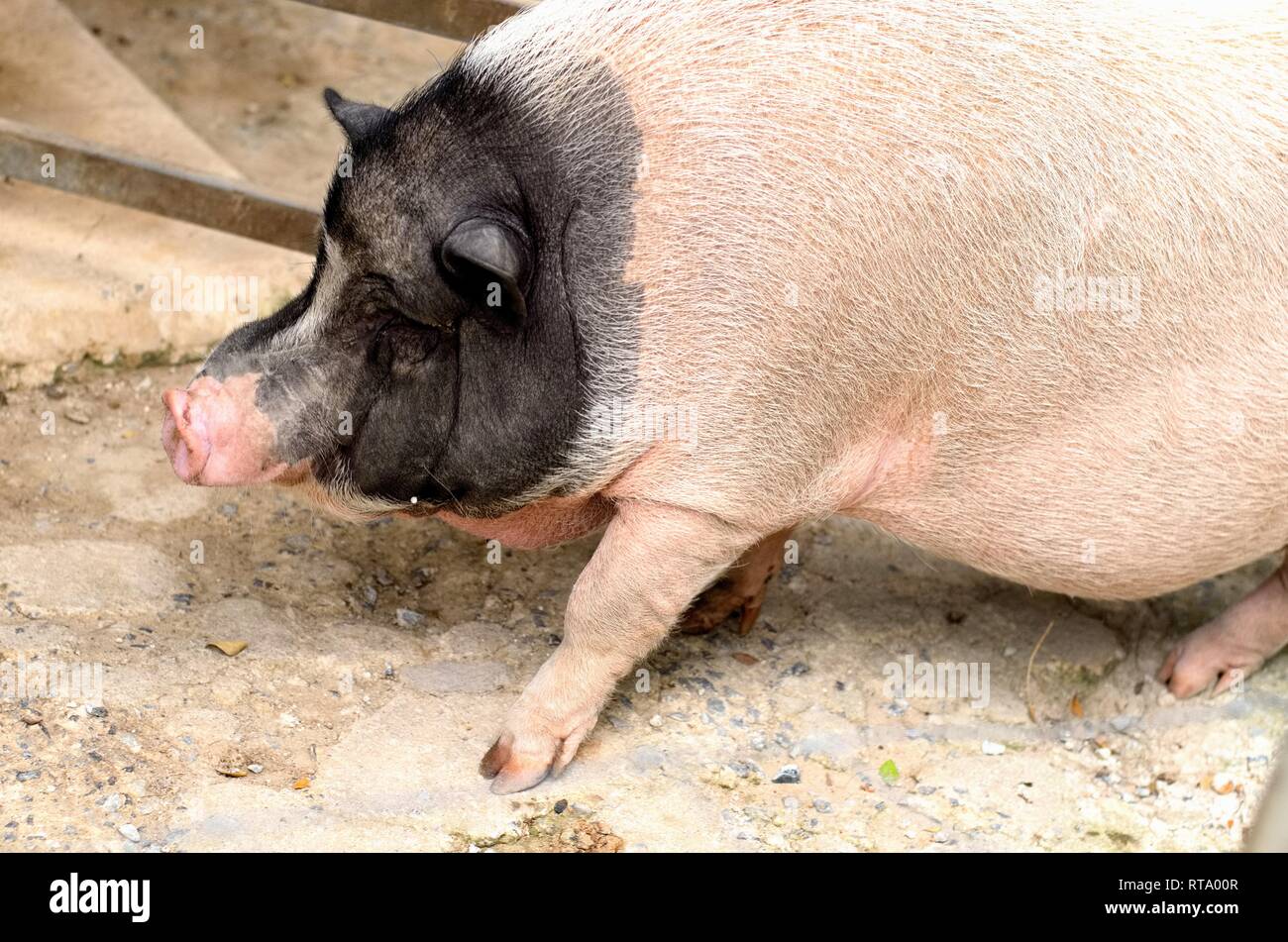 Close up photo d'une adolescence noir et blanc pot bellied pig est de marcher sur le plancher. Banque D'Images