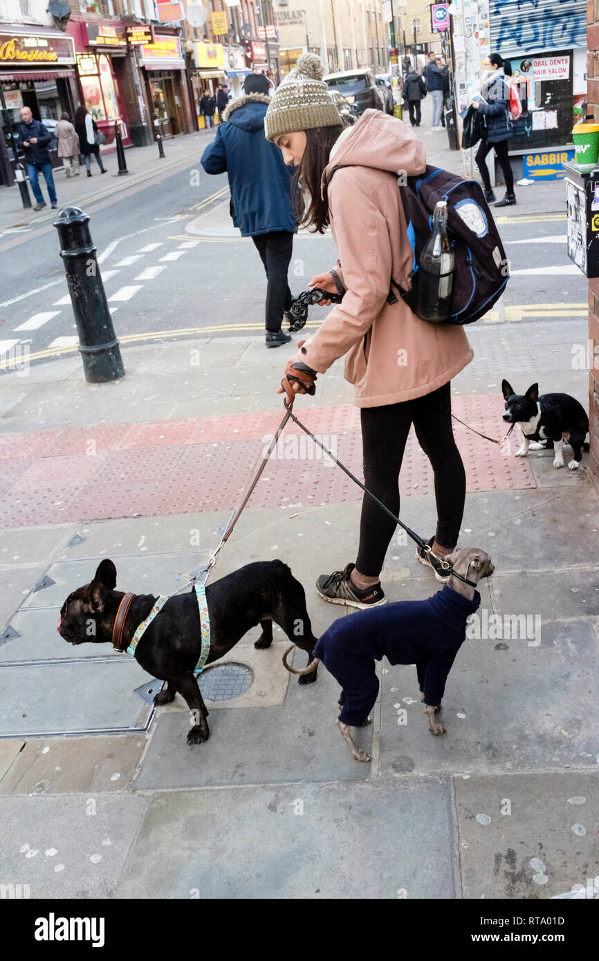 Jeune femelle dog-walker sur rue de Londres, Royaume-Uni. Banque D'Images
