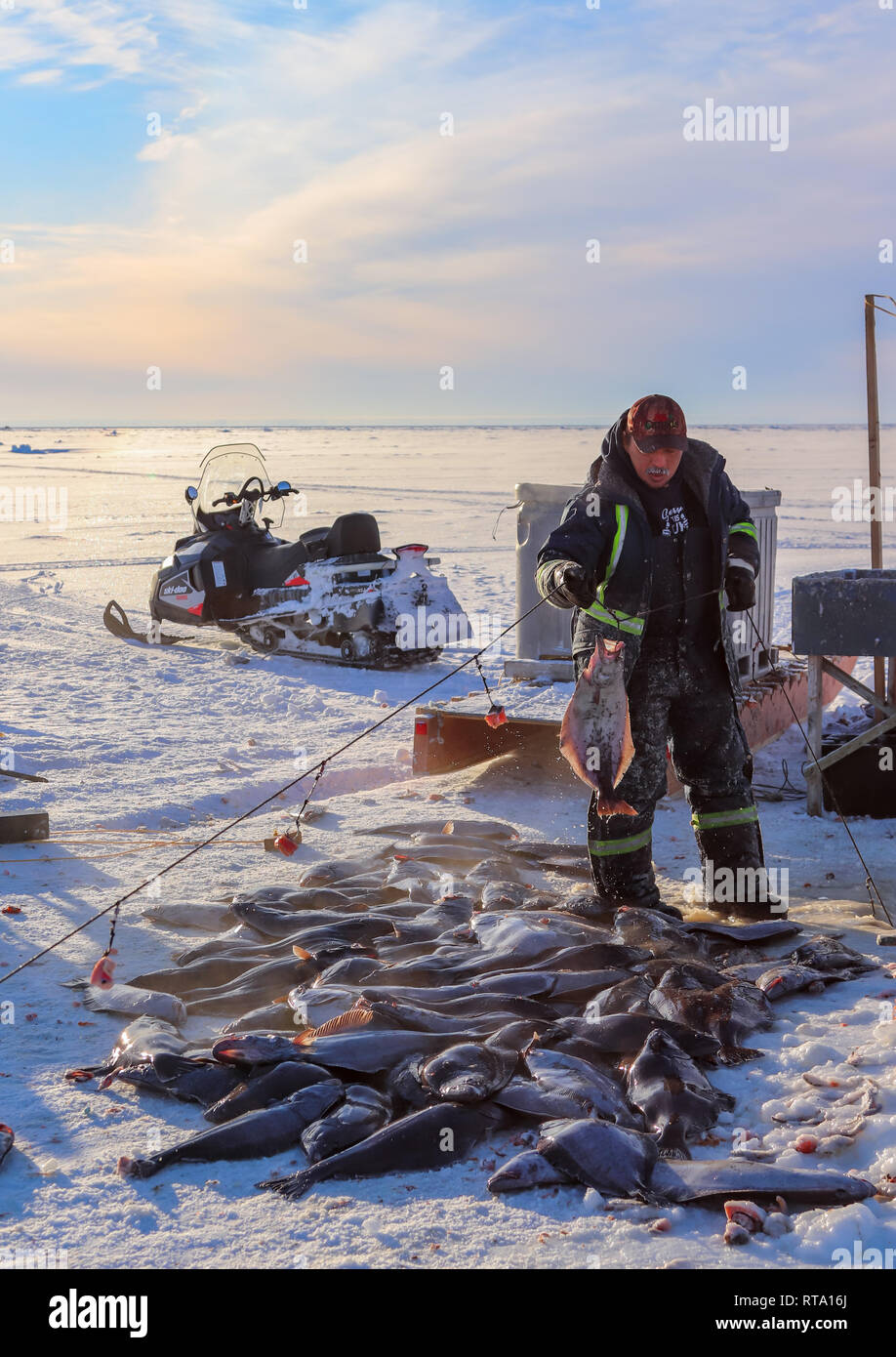 Homme inuit se tient sur ses courriers Banque D'Images
