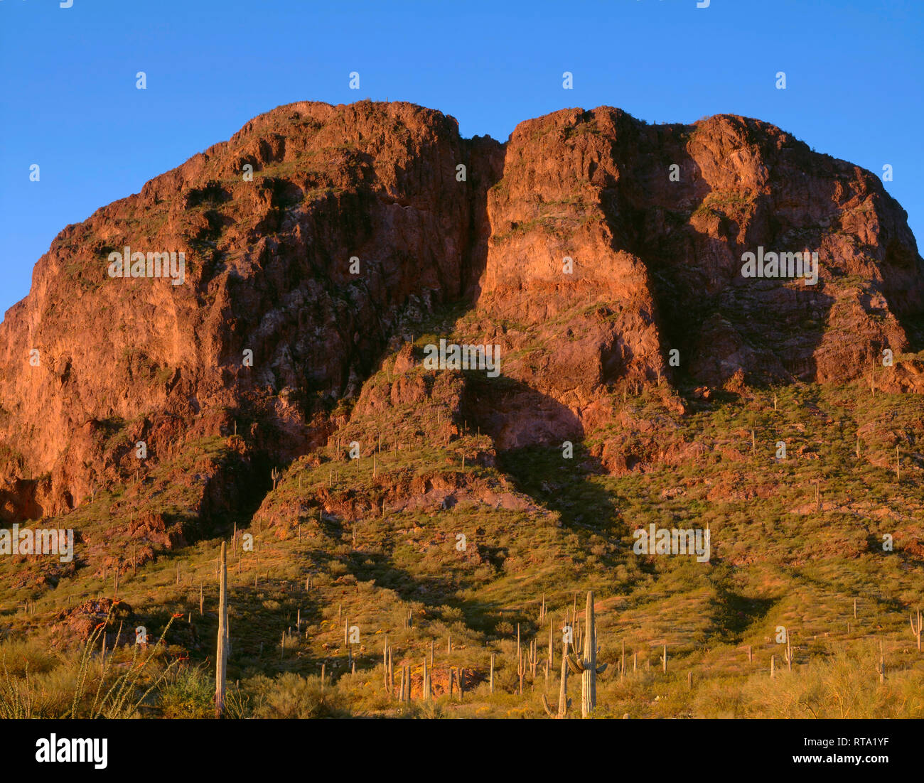 USA, Arizona, Picacho Peak State Park, lever de la lumière sur des falaises volcaniques, saguaro cactus, avec la société et palo verde sur les pentes inférieures. Banque D'Images