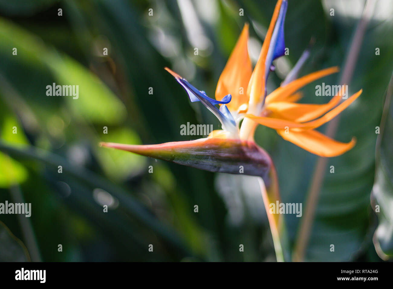 Oiseau du Paradis, Paradisaeidae, plante tropicale dans de belles couleurs vives amusant petit Banque D'Images