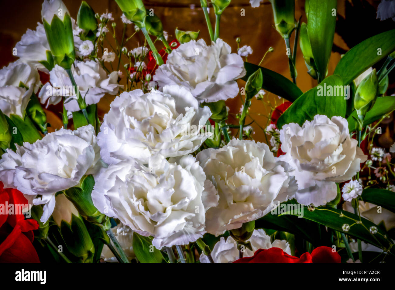 Oeillets blancs avec Baby's Breath Banque D'Images