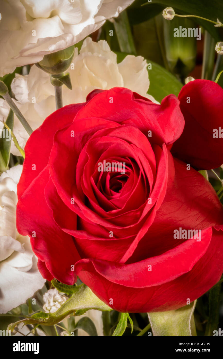 Roses rouges, oeillets blancs avec Baby's Breath Banque D'Images