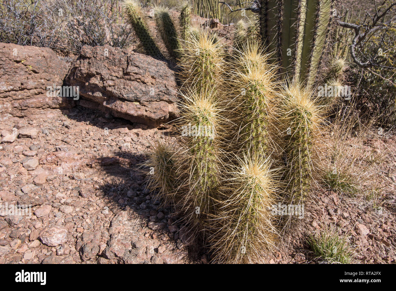Petit Cactus au monument national de Organ Pipe Cactus, Arizona Banque D'Images