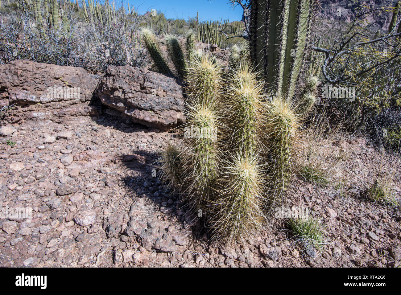 Cactus hérisson à Wild Horse réservoir sur la montagne Ajo Loop Road, orgue Pipe Cactus National Monument dans le centre-sud de l'Arizona, USA Banque D'Images