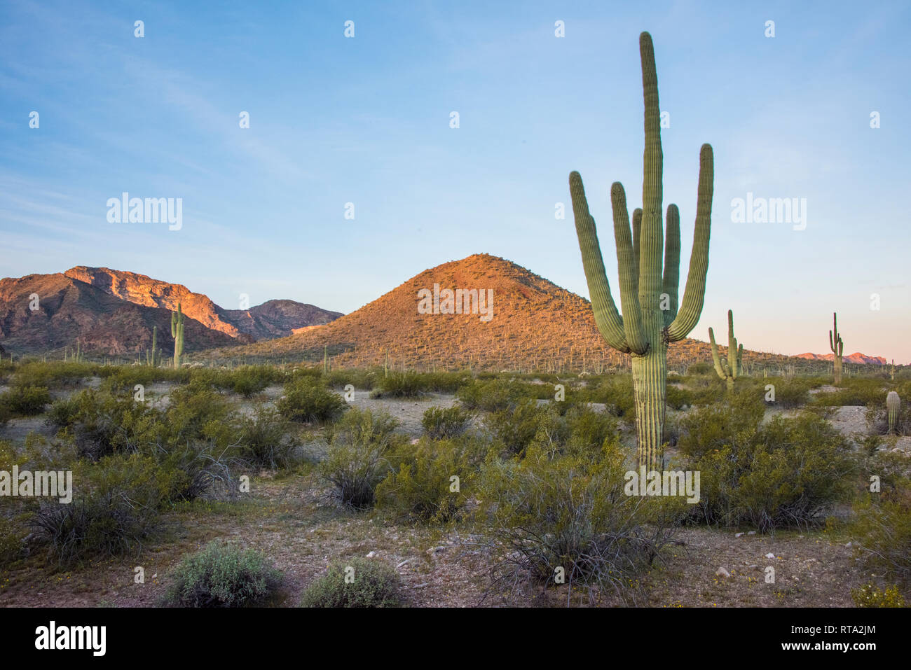 Paysage pittoresque au tuyau d'Orgue Cactus National Monument, le centre-sud de l'Arizona, USA, avec des cactus Saguaro, Puerto Blanco Loop Road, sunrise Banque D'Images
