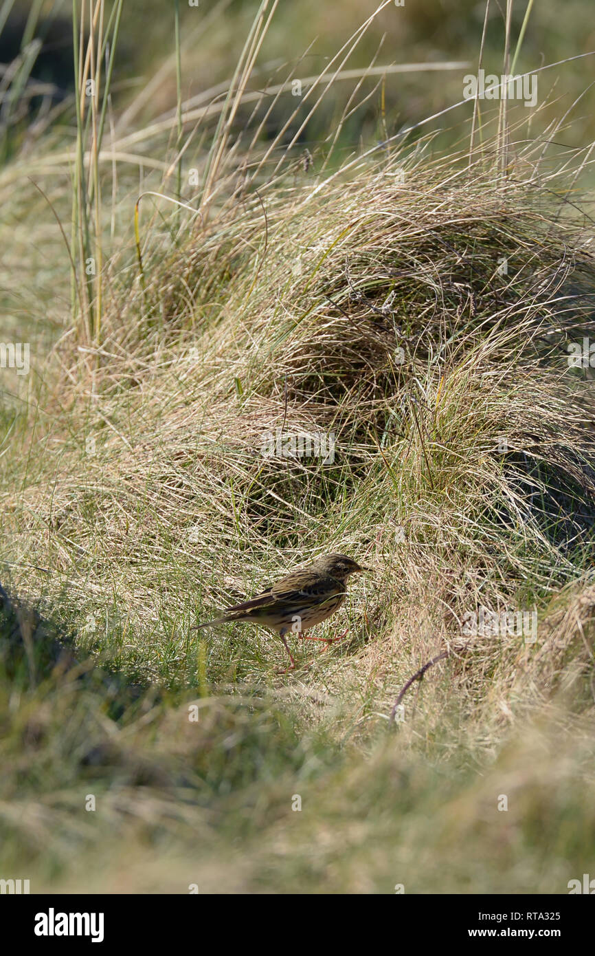 Skylark en touffes de hautes herbes qui tire parti des pistes naturelles à travers la végétation pour se nourrir sur les insectes sans méfiance Banque D'Images