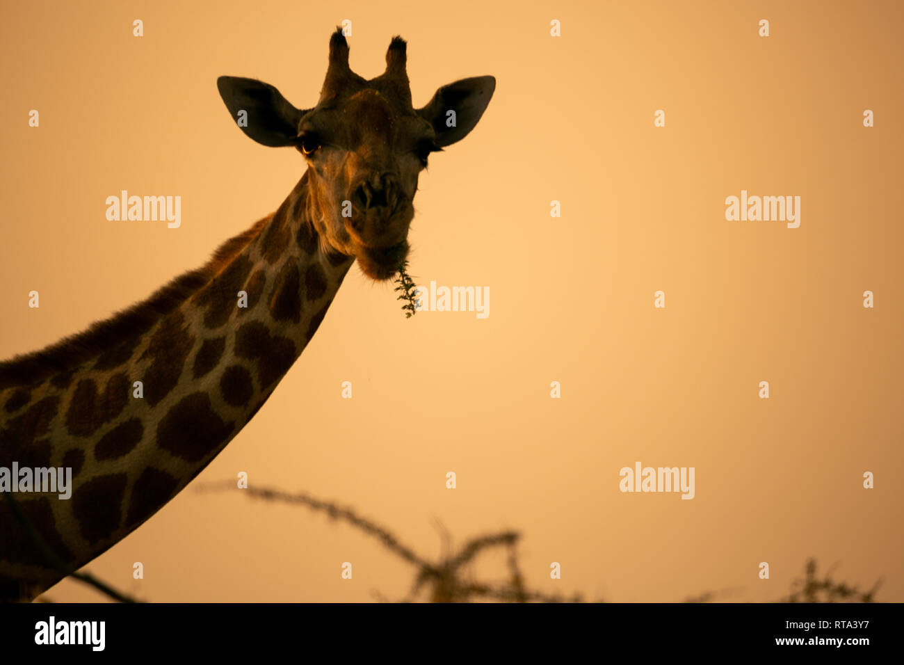 Girafe unique de manger les feuilles dans la bouche le profil avant la fin de l'après-midi de brume orange Parc National d'Etosha en Namibie Banque D'Images