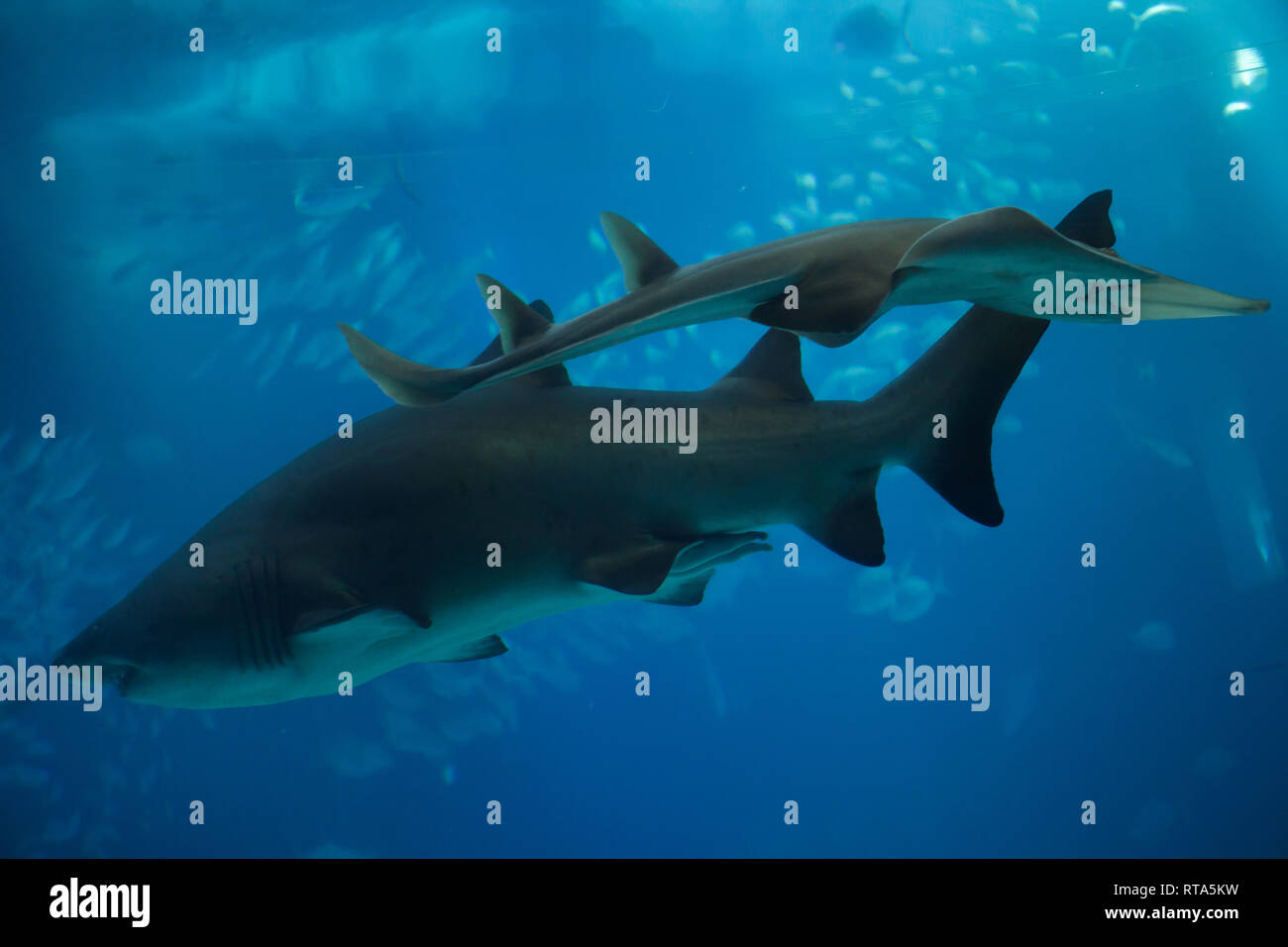 Sand tiger shark (Carcharias taurus), également connu sous le nom de requin nourrice gris (photo ci-dessous) et le poisson-guitare (Rhynchobatus djiddensis géant), également connu sous le nom de l'whitespotted wedgefish. Banque D'Images