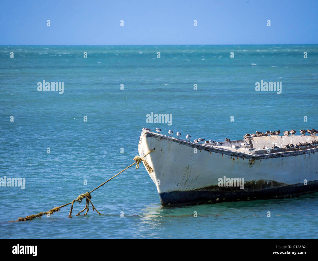 Les oiseaux de mer se reposant sur un bateau de pêcheurs à Cabo de la Vela Colombie Banque D'Images