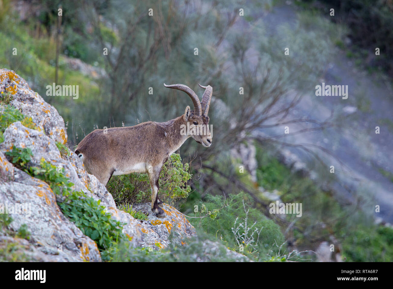 Une chèvre de montagne sauvages mâles, un bouquetin ibérique que l'on appelle parfois un bouquetin Beceite( Capra pyrenaica hispanica) à Comares en Andalousie Le sud de l'Espagne Banque D'Images