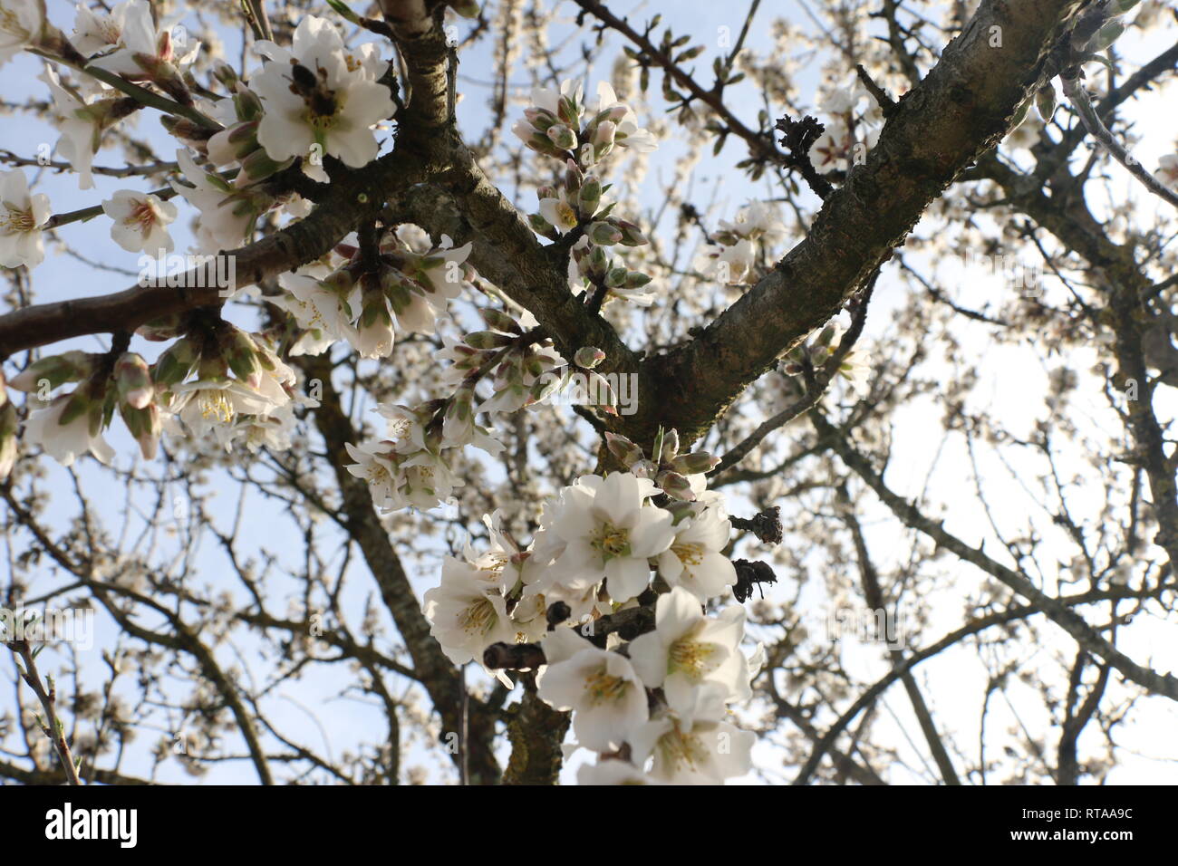 Belles fleurs blanches de l'amandier, une photographie capturée à la lumière du jour en un peu de temps après ils apparaissent au début du printemps. Banque D'Images