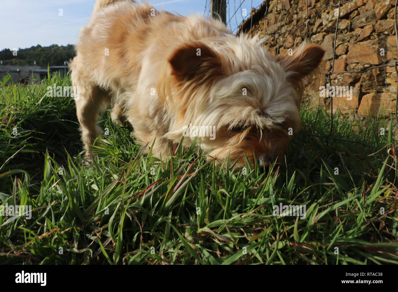 Un chien qui peut faire rire tout le monde. Incroyable chien qui aime être sur les champs verts, sur l'odeur sauvage de la nature. Banque D'Images