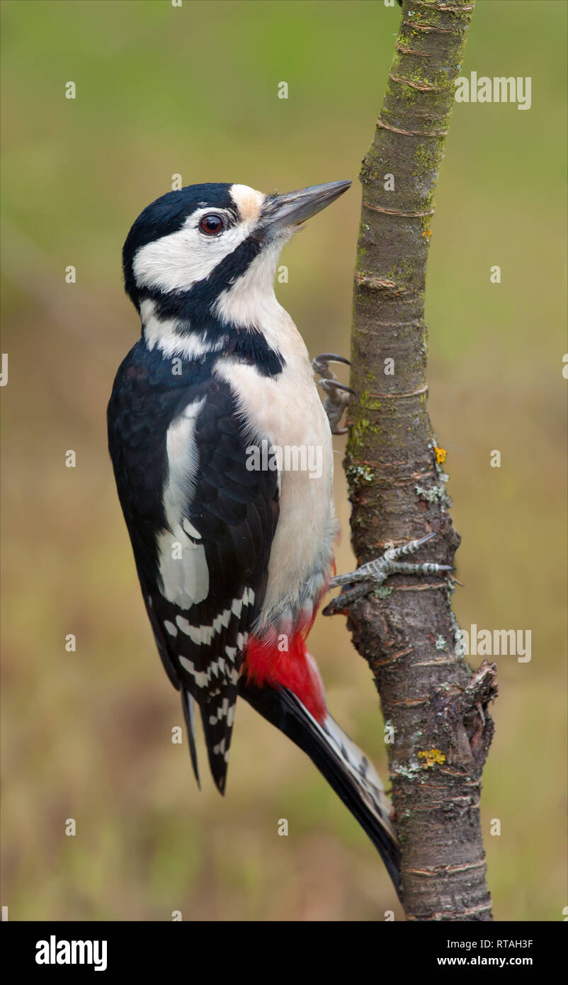 Pic épeiche femelle posant sur une fine branche avec fond propre Banque D'Images