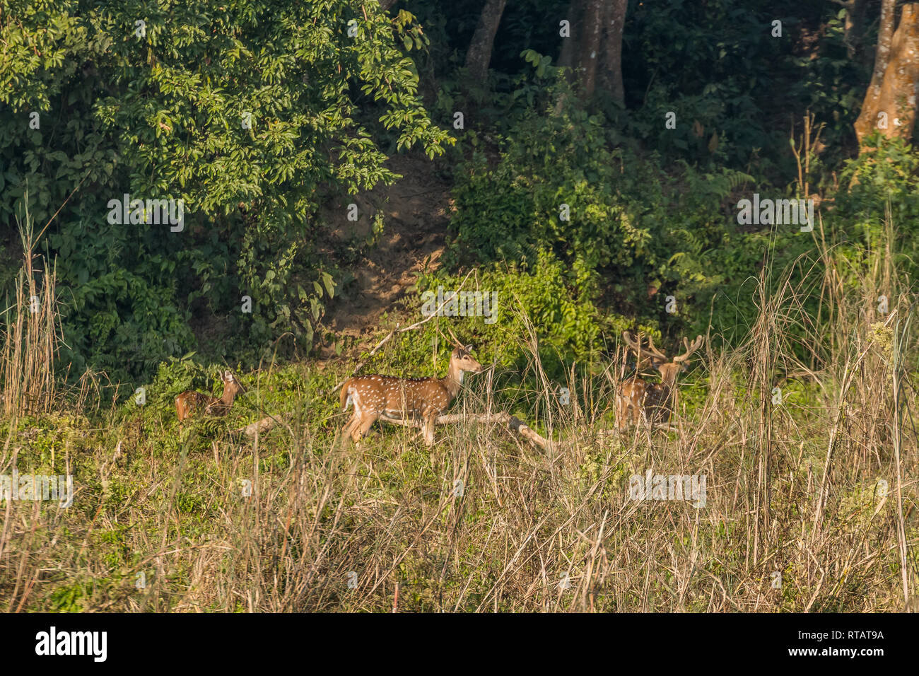 Troupeau de cerfs dans le parc national de Chitwan, Népal - une destination populaire pour les touristes et la maison à rhinocéros indien. Banque D'Images