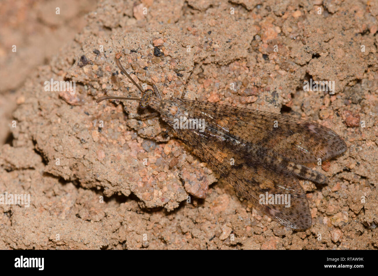 Fourmilière à longue queue, Brachynemurus sackeni Banque D'Images