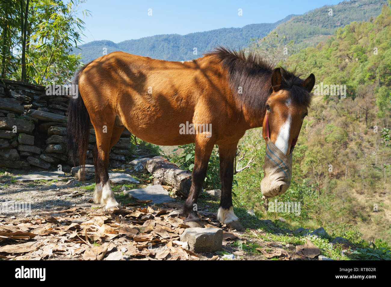 L'alimentation d'un cheval rouge nez sac dans la région de l'Annapurna, au Népal. Banque D'Images