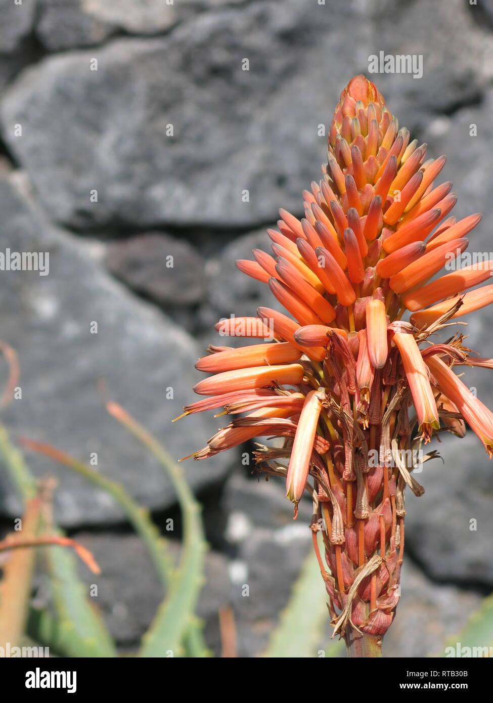 Les fleurs tubulaires orange de l'usine d'aloès sont un contraste frappant contre un mur de roche volcanique noire, février 2019 ; Lanzarote Banque D'Images