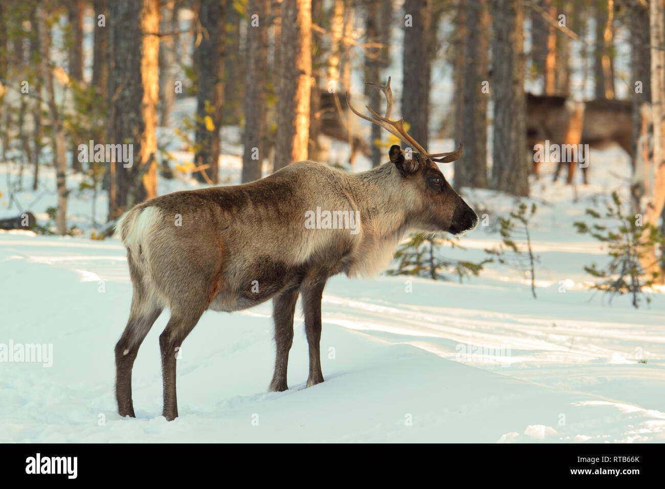 Le renne (Rangifer tarandus) sont à la recherche de nourriture dans une forêt d'hiver ensoleillé en Laponie suédoise. Banque D'Images