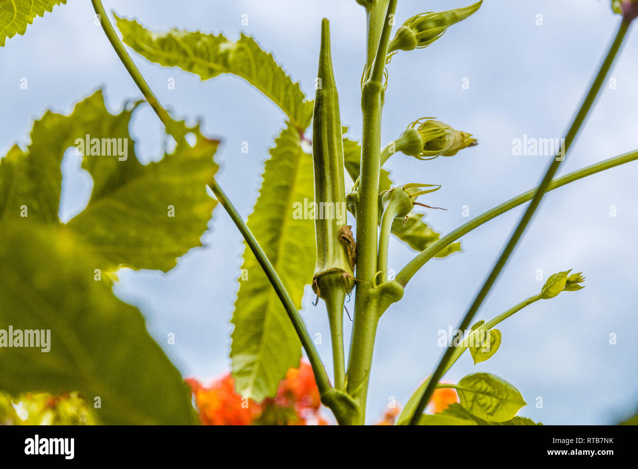 Grande image en gros plan d'une usine de gombo (Abelmoschus esculentus) avec des boutons de fleurs et d'un élevage & fruits en développement. Le livre vert les coupelles de semences de cette populaire... Banque D'Images