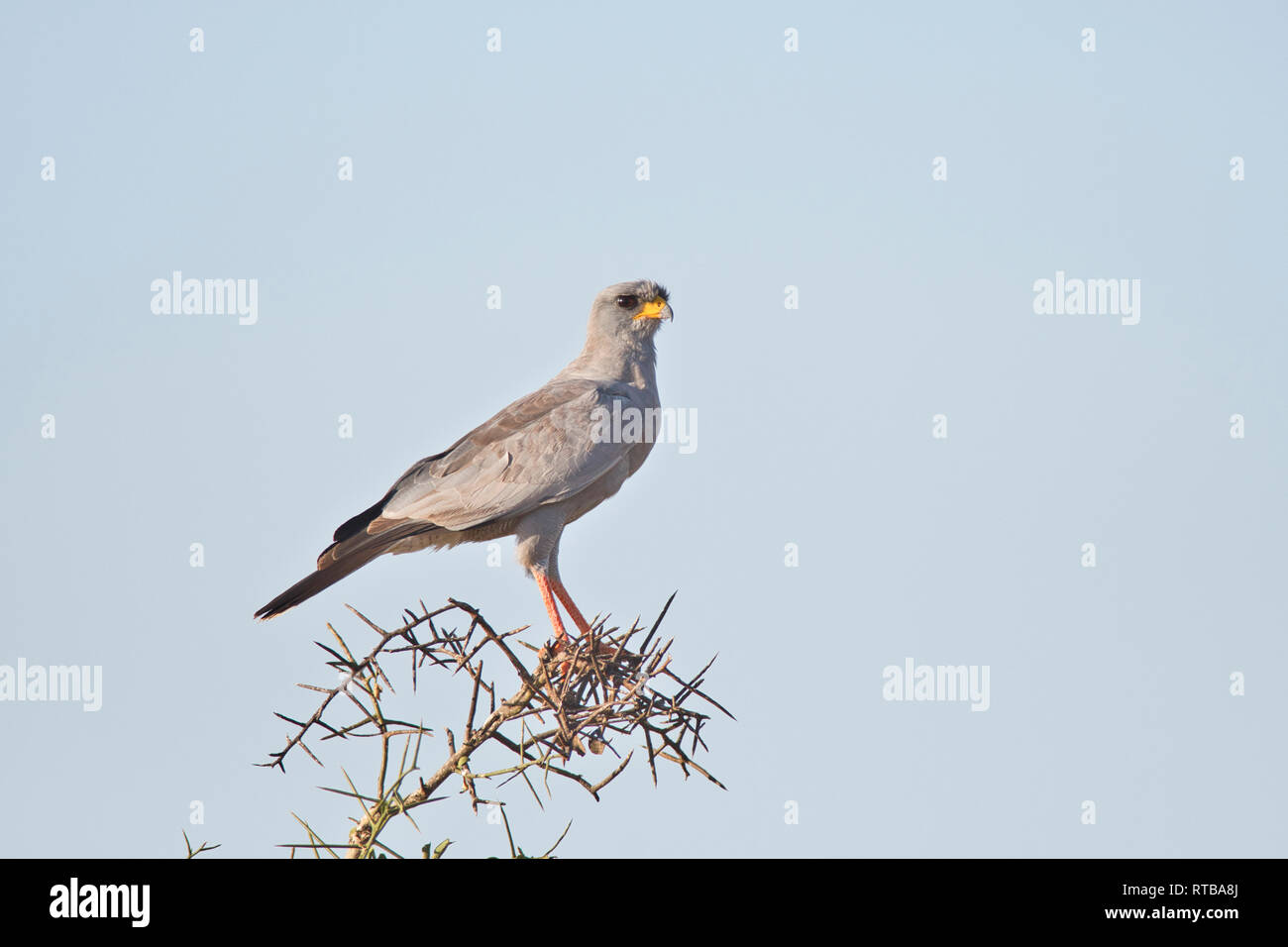 Ou l'est-chant pâle (Melierax poliopterus) autour des palombes Banque D'Images