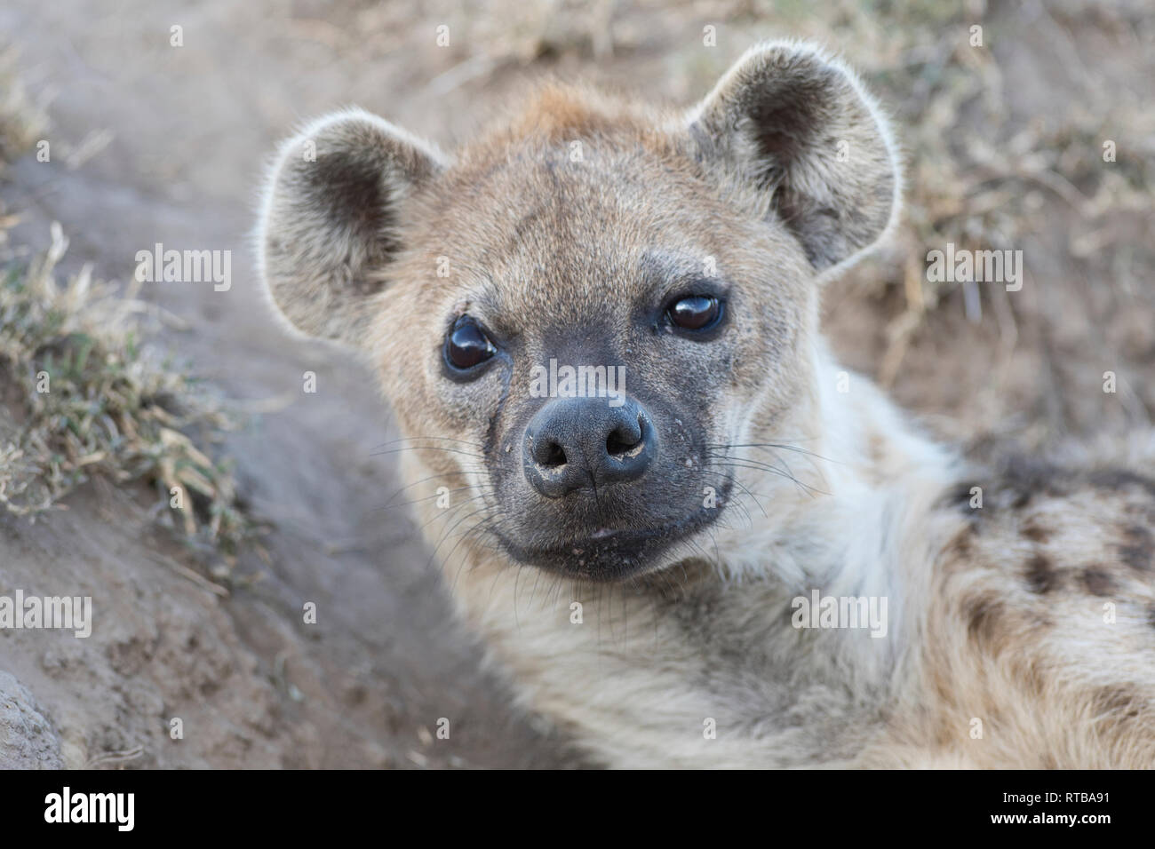 L'Hyène tachetée (Crocuta crocuta), portrait d'une femelle adulte. Banque D'Images