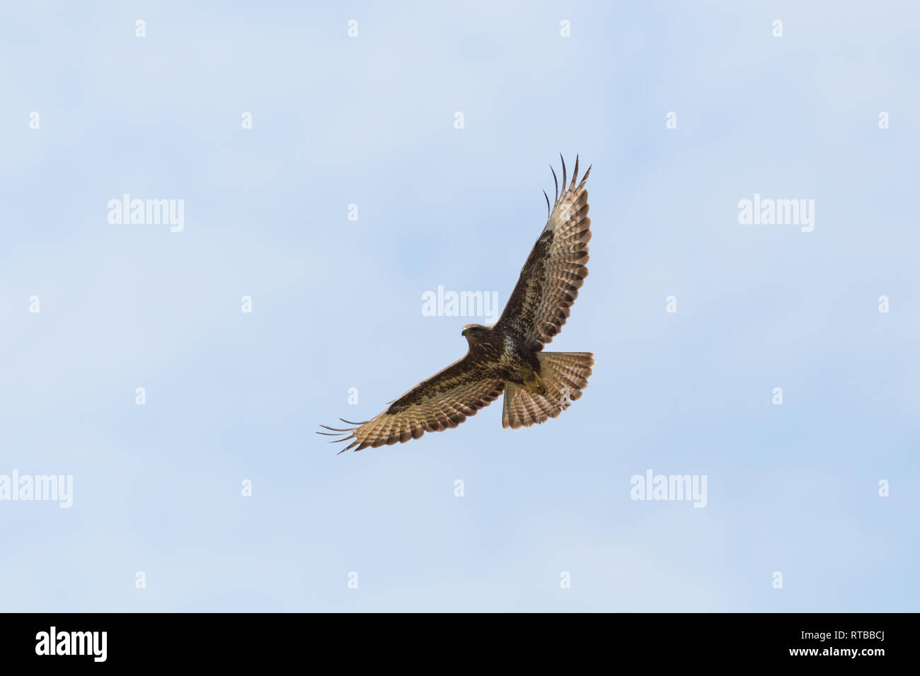 Les buse variable (Buteo buteo) en vol avec des ailes et des doigts propagation Banque D'Images
