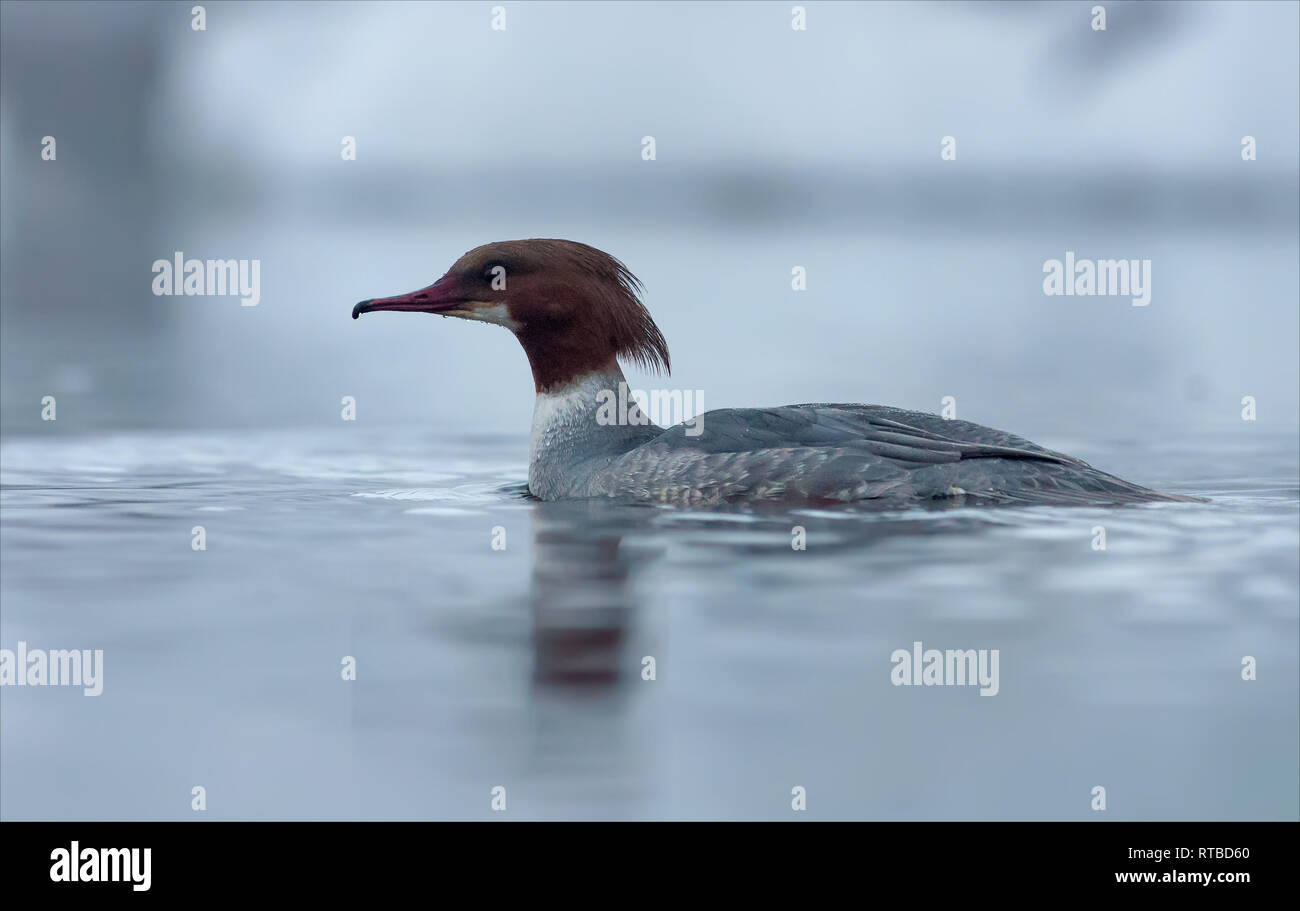 Grand Harle femelle nage dans l'eau gelée d'hiver Banque D'Images