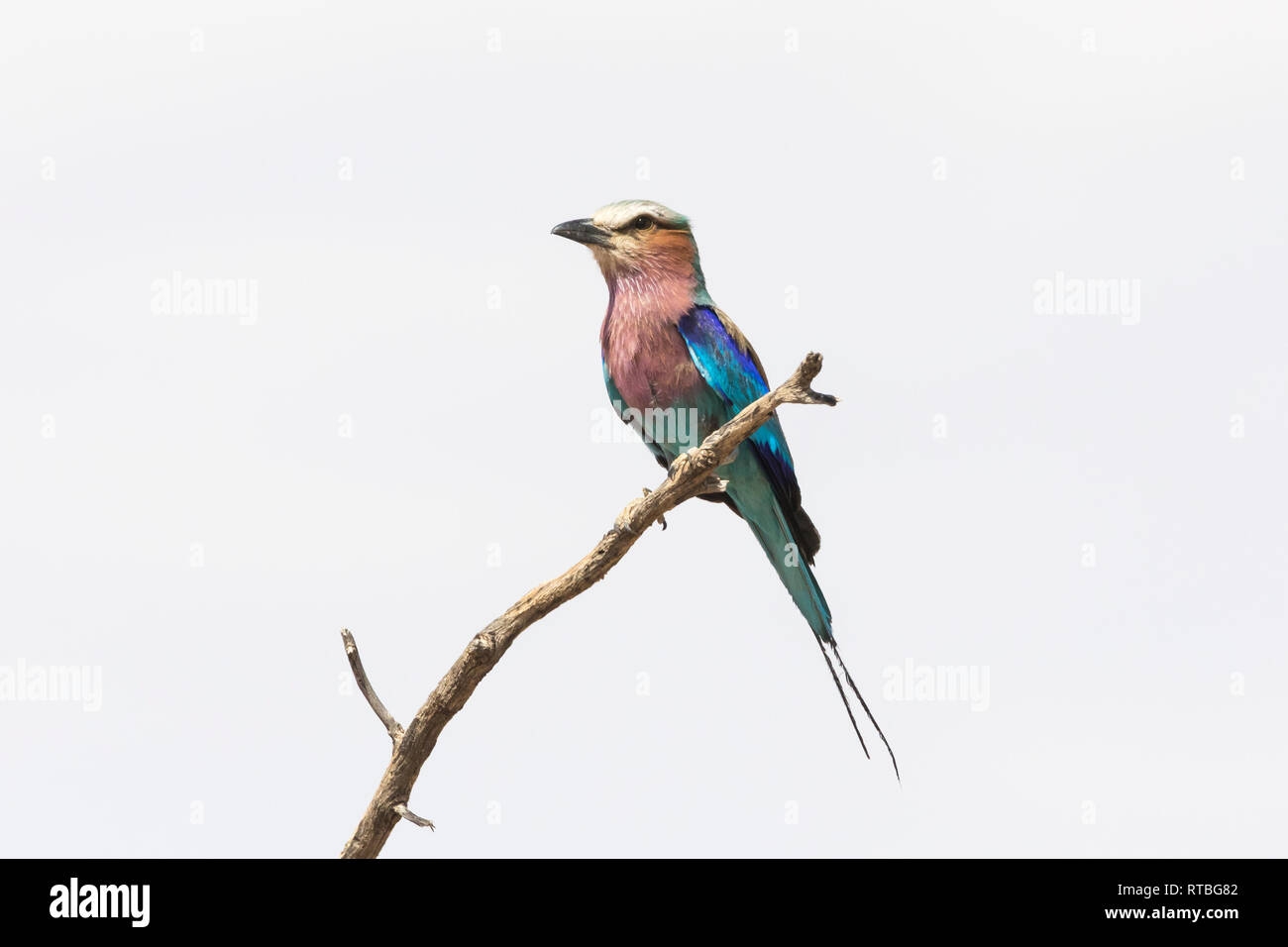 Rouleau lilas, Coracias cordata, perché sur une branche, Kalahari, Cap du Nord, Afrique du Sud Banque D'Images