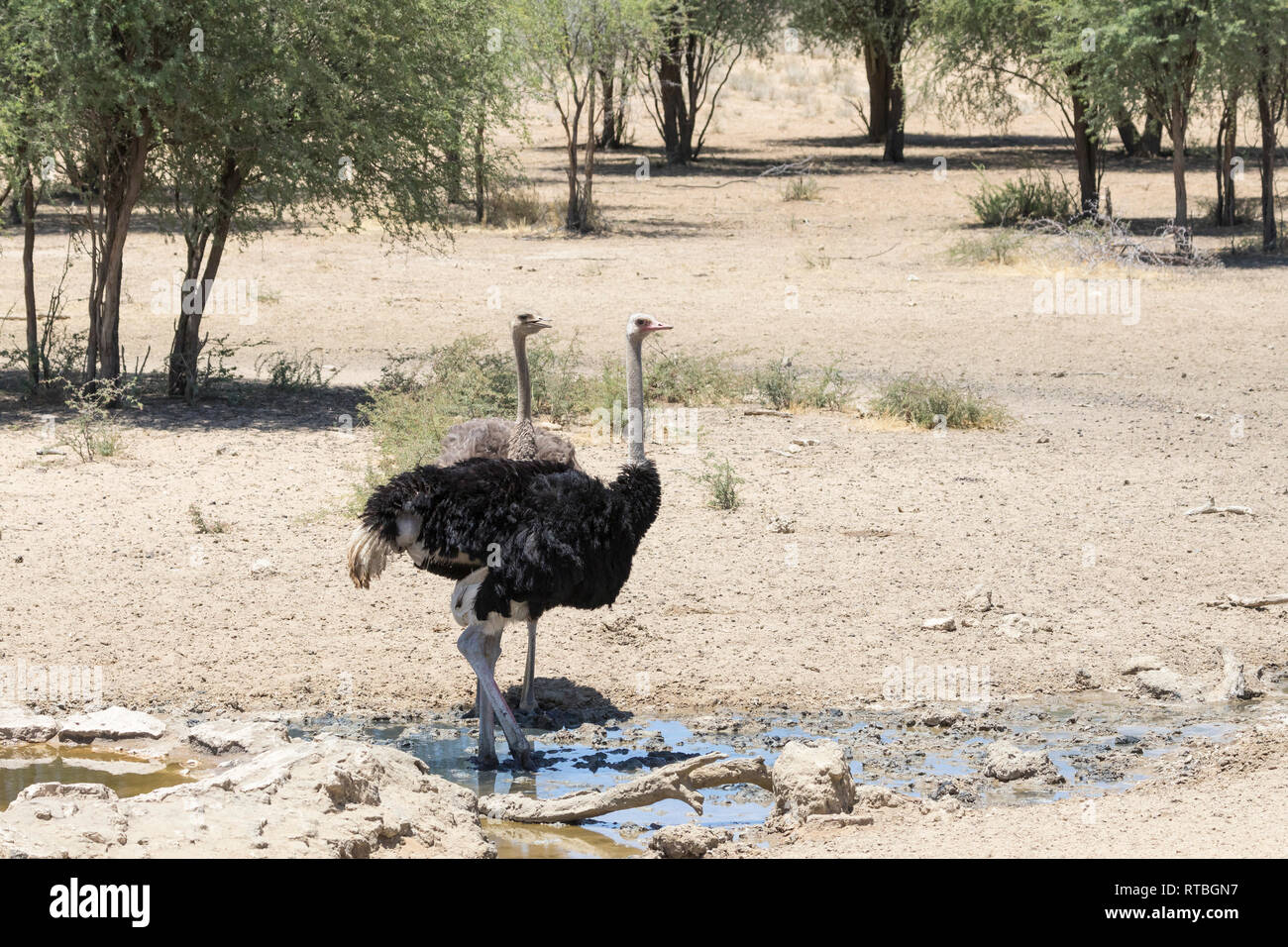 Les mâles et femelles, autruche Struthio camelus, à un étang, Kgalagadi Transfrontier Park, Kalahari, le nord de l'Afrique du Sud Le Cap Banque D'Images