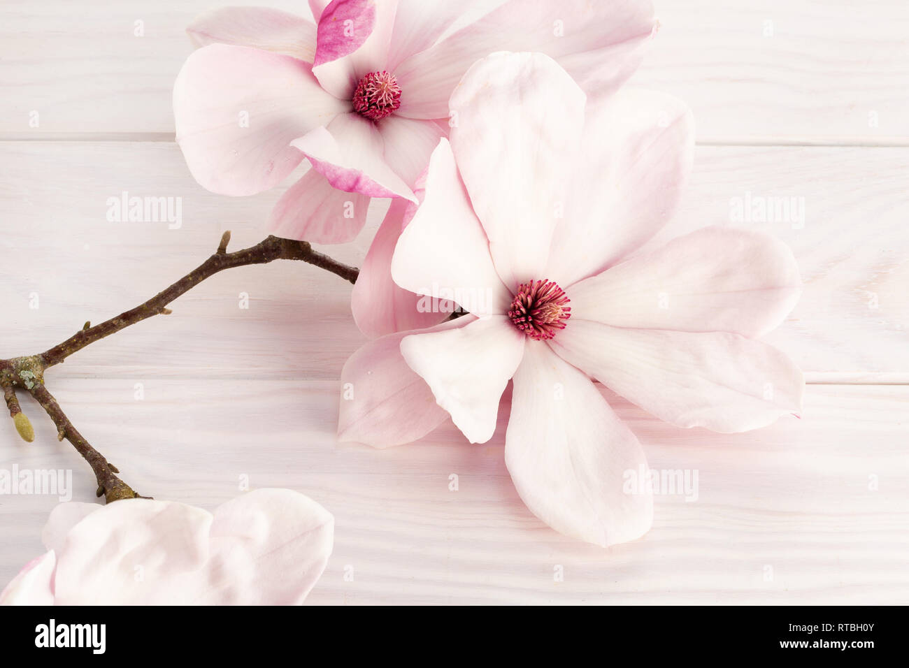 Magnolia denudata fleur sur fond de bois blanc Banque D'Images