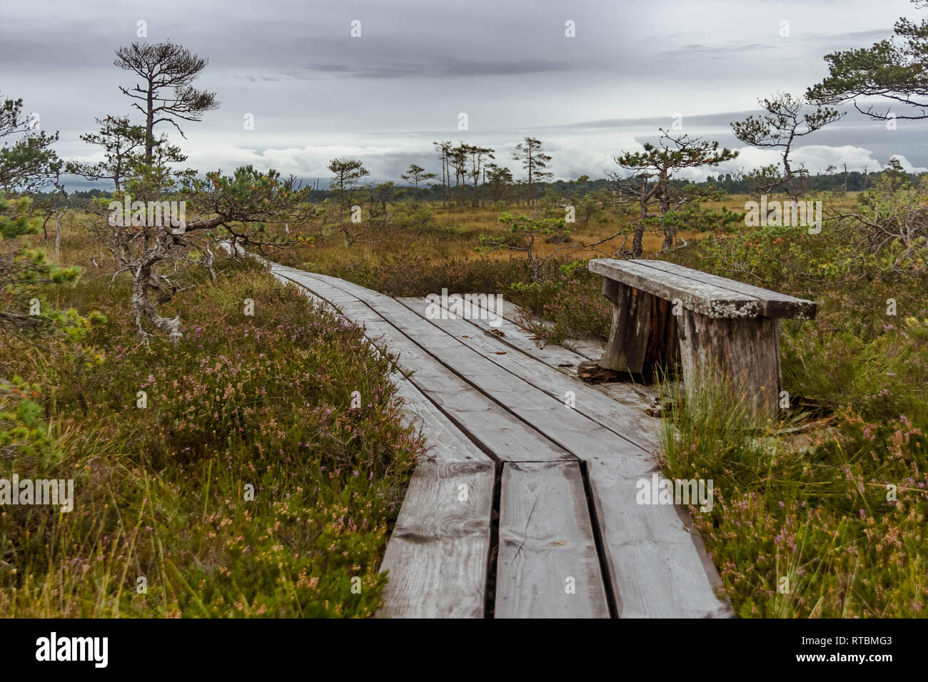 Vieux banc délabré, sur une planche-chemin conduisant à travers tourbière de la Lettonie. Banque D'Images