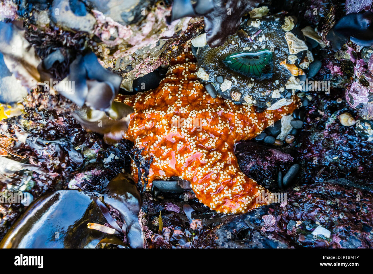 Étoile de mer Orange, Fitzgerald Marine Reserve des flaques, Moss Beach, Californie Banque D'Images