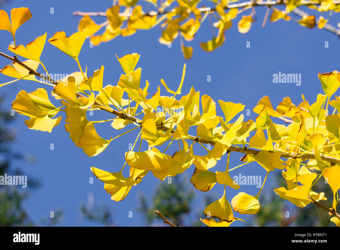 Arbre de ginkgo jaune d'automne feuilles sur un fond de ciel bleu, en Californie Banque D'Images