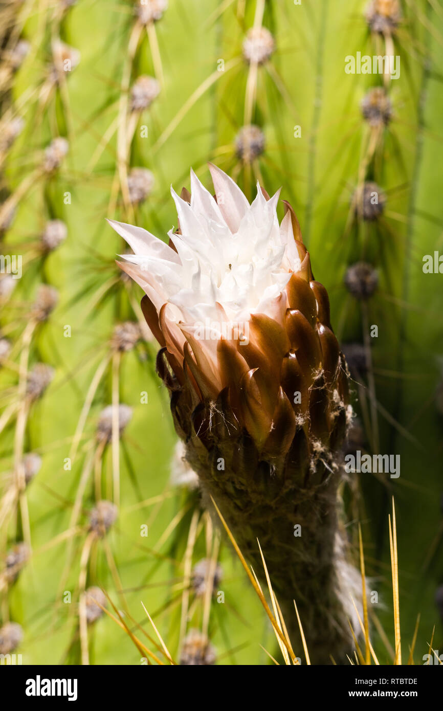 Fleur de cactus apple péruvien sur le point d'ouvrir un jour de pluie, en Californie Banque D'Images