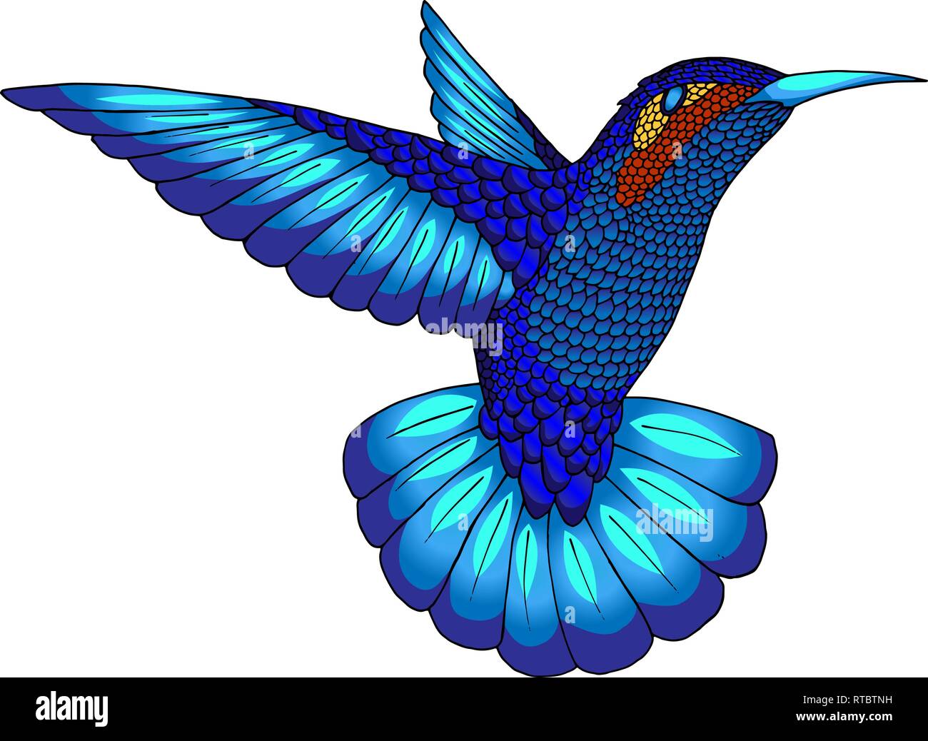 Petit colibri. Animaux colibri tropical exotique icône. Les plumes bleu  saphir Image Vectorielle Stock - Alamy