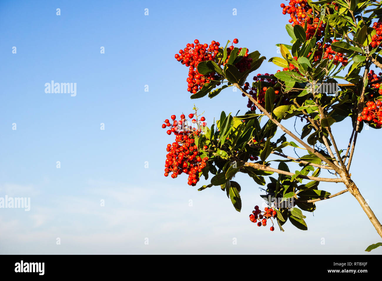 Toyon rouge vif (Heteromeles) petits fruits, en Californie Banque D'Images