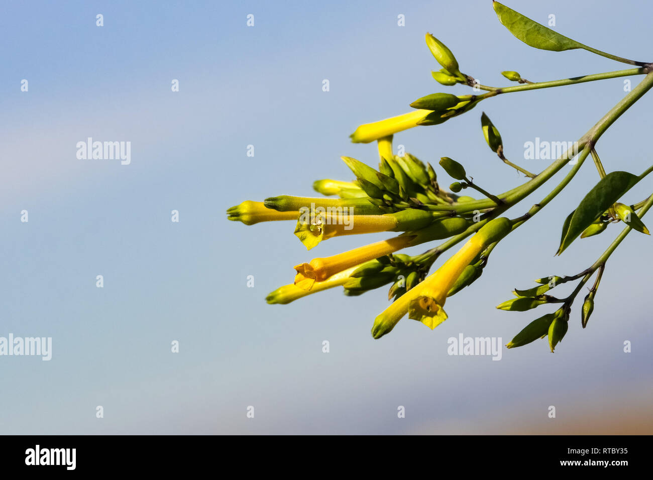 'Arbre' du tabac (Nicotiana glauca) fleurs (ou arbre de la moutarde, du tabac, tabac) Bush sauvage, originaire d'Argentine, la Bolivie et le Paraguay et envahissantes en Cal Banque D'Images