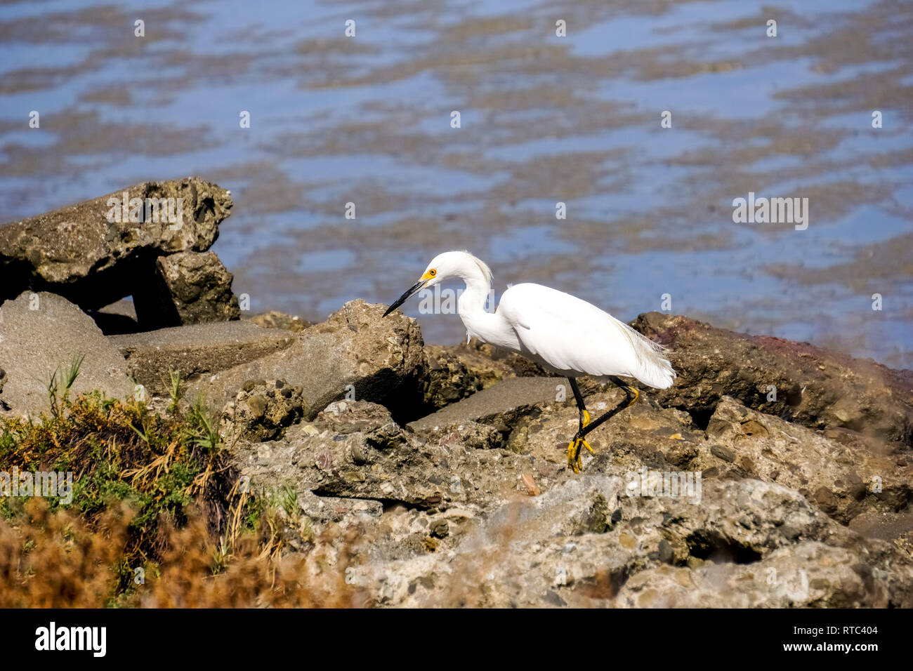 La chasse aux canards, sur la rive du parc Baylands, Palo Alto, Californie Banque D'Images