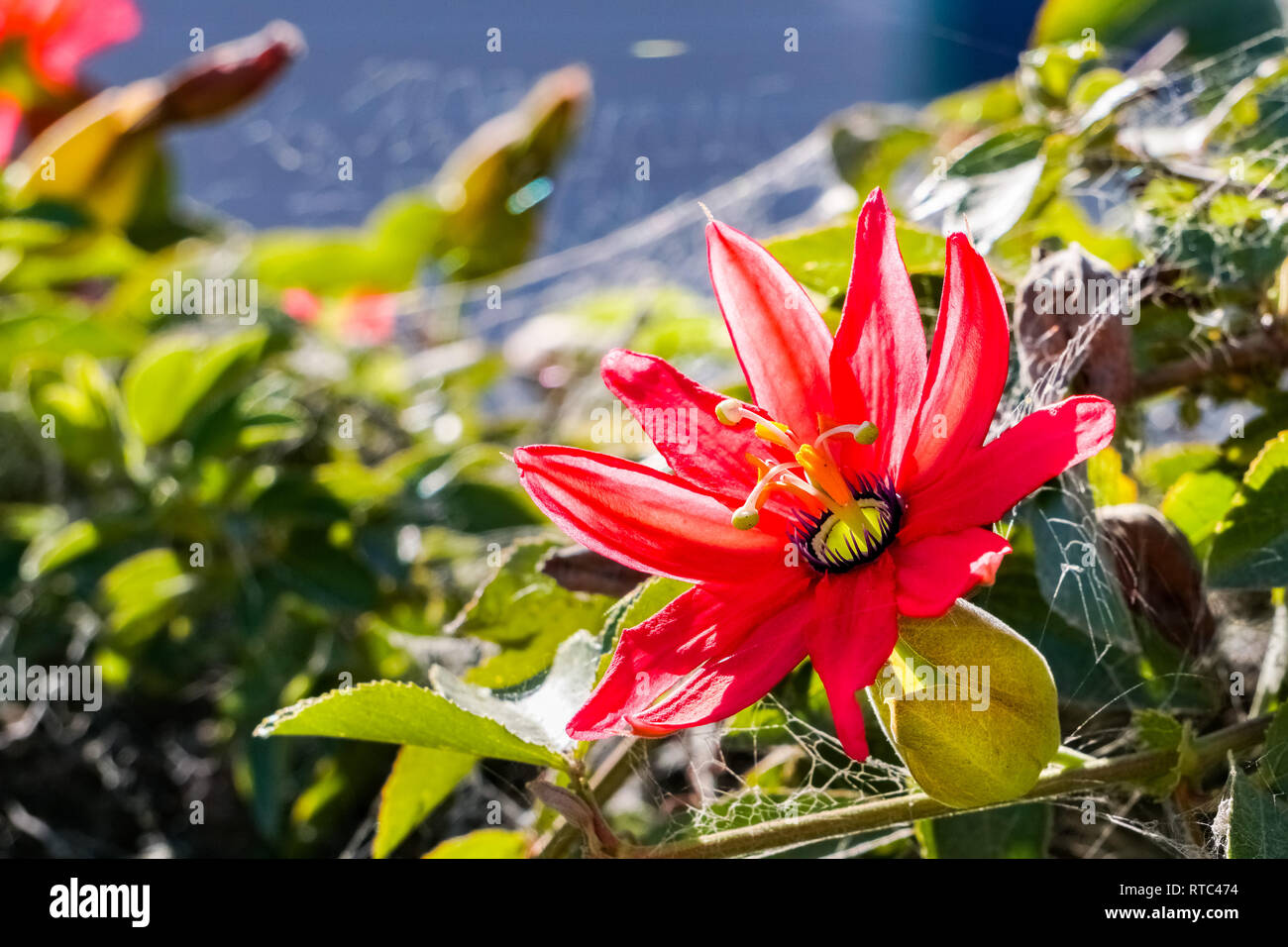 - Fleur de la passion (Passiflora vitifolia flamme écarlate), Californie Banque D'Images
