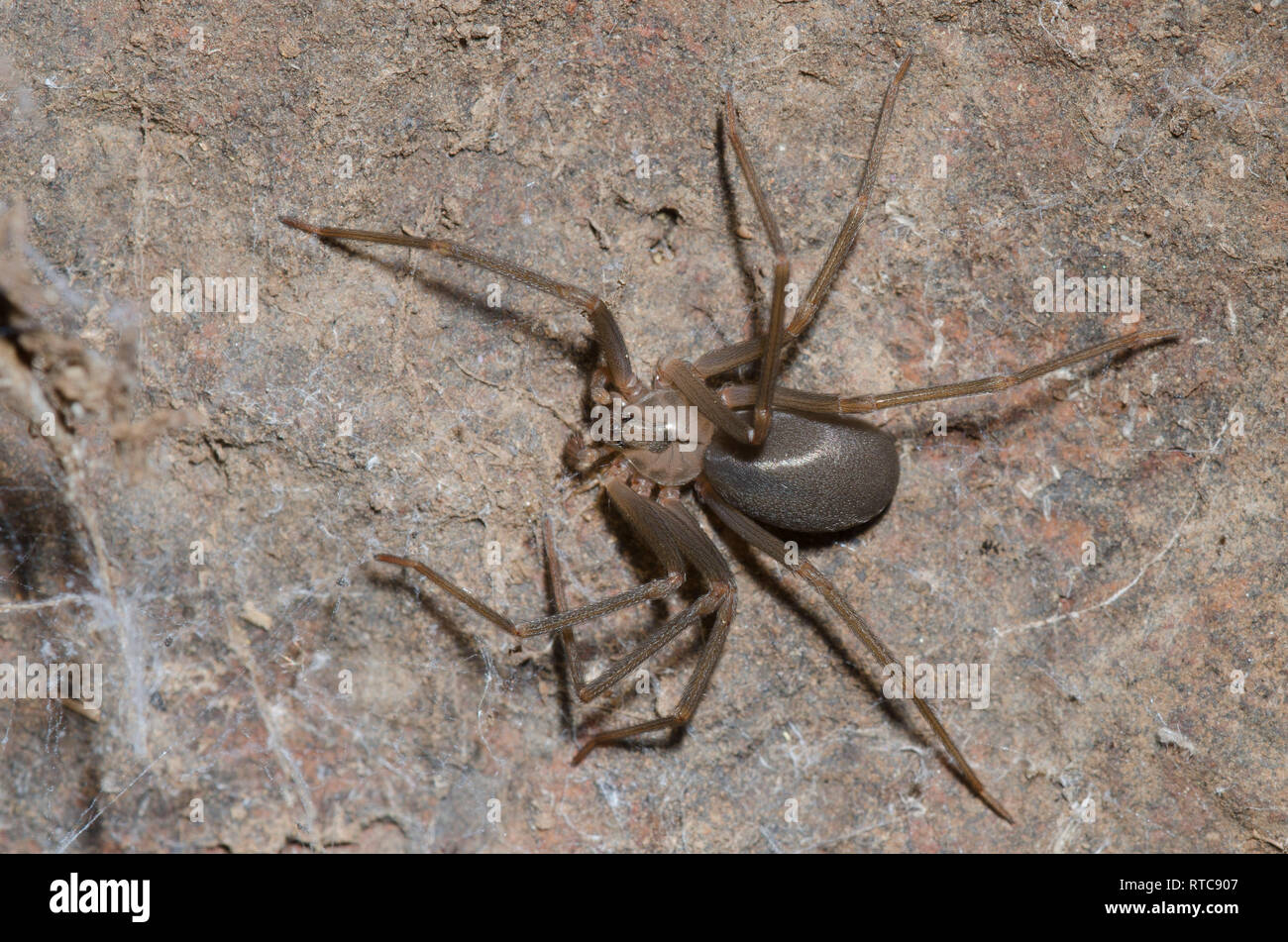 Loxosceles reclusa, recluse brune Banque D'Images
